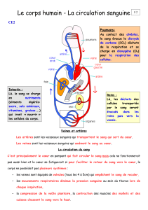 La circulation sanguine