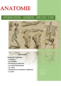 anatomie