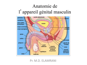 Anatomie de l'appareil génital masculin - Présentation