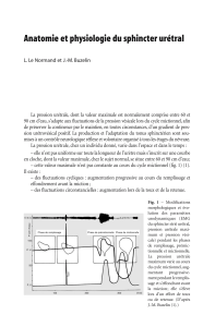 Anatomie et physiologie du sphincter urétral