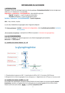 METABOLISME DU GLYCOGENE