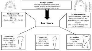 Schéma éducatif sur les dents : protection, types et développement