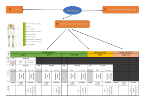 Arboressance Ortheses selon articulations