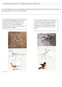 Evolution , traces fossiles Archeopteryx