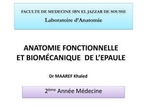 Anatomie et biom&eacute;canique de l'&eacute;paule