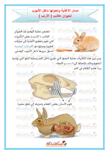 Rabbit Digestion: A Simple Guide