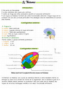 Le Thalamus : Anatomie, Fonctions et Systématisation