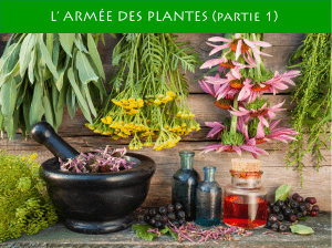 Ac&eacute;rola, Artichaut, Ascophyllum : Propri&eacute;t&eacute;s et Utilisations