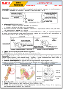 Exercices SVT : Le Système Nerveux - Motricité et Réflexes