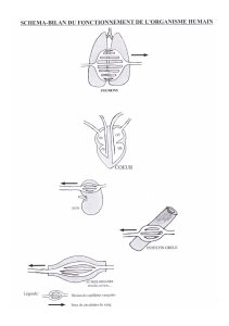 Human Body Functioning Diagram: Biology & Anatomy