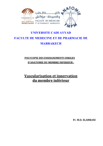 Anatomie du membre inférieur : Vascularisation et innervation