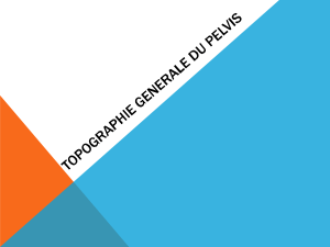Anatomie du pelvis : présentation complète