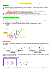 Structure des acides nucléiques : Cours ADN et ARN