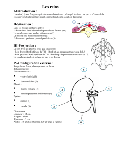 Anatomie des reins : cours complet