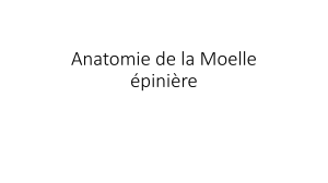 Anatomie de la moelle épinière : Structure et fonctions