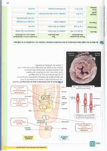 Human Digestive System: Food's Journey