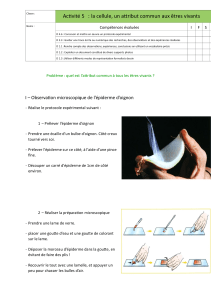 Cellule : Observation microscopique épiderme oignon