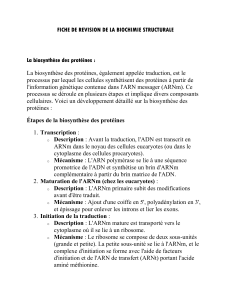 Biochimie Structurale : Biosynth&egrave;se des Prot&eacute;ines - Fiche de R&eacute;vision