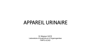 Appareil Urinaire: Anatomie et Organogenèse