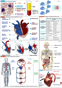 Human Biology: Blood & Circulation Diagrams