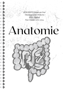 Anatomie : Questions et Réponses sur le Système Digestif