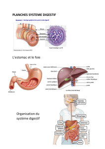 Anatomie du système digestif: estomac, foie et organisation