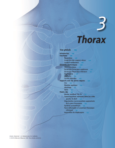 Thorax: Anatomie, Fonctions et Rapports Régionaux