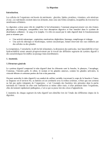 La Digestion: Anatomie et Physiologie