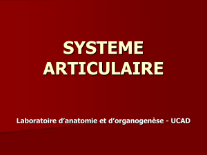 Système Articulaire: Anatomie et Mécanique Articulaire