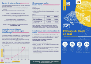 Guide d'élevage du tilapia en cage : densité, performance et gestion
