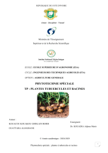 Phytotechnie : Rapport TP Plantes Tubercules & Racines