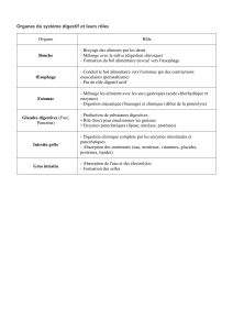 Système Digestif : Organes et Rôles