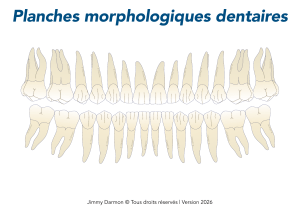 Planches Morphologiques Dentaires : Guide d'Anatomie
