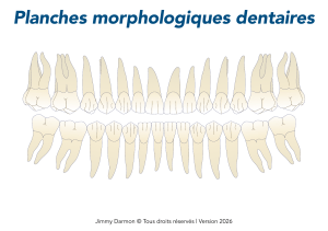 Planches morphologiques dentaires : Dents maxillaires et mandibulaires