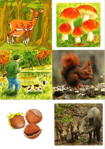 Illustration de la faune et de la flore