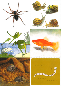 Illustrations d'animaux pour enfants