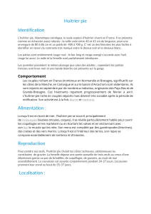 Huîtrier pie : Identification, Comportement et Habitat