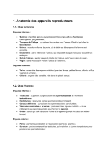 Anatomie des appareils reproducteurs : Cours complet
