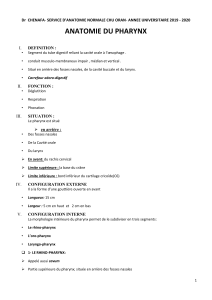Anatomie du pharynx : cours complet