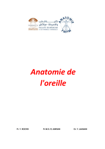 Anatomie de l'oreille : Pr&eacute;sentation d&eacute;taill&eacute;e