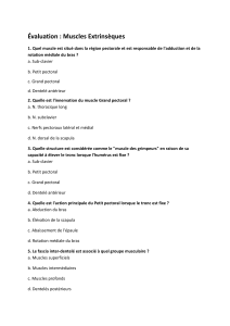 Examen : Muscles Extrinsèques - Anatomie