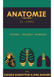 Anatomie du Thorax : Cours Complet pour Étudiants en Médecine