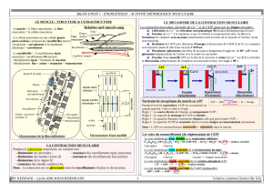 M&eacute;tabolisme musculaire: Structure, Contraction & &Eacute;nergie
