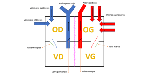 Diagramme du cœur humain : Artères, veines et valves
