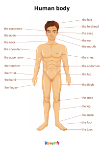 Human Body Parts Diagram