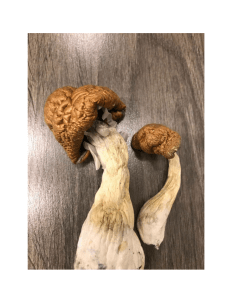 Truffles: A Cultural History from Ancient Times to Modern Cuisine