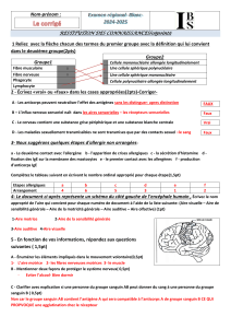Examen de Biologie : Système Nerveux, Immunité, Groupes Sanguins