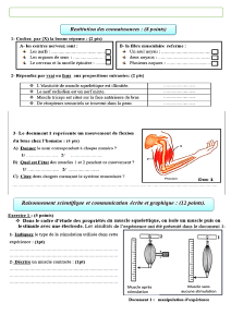 Exercices sur le système musculaire : Biologie, collège/lycée