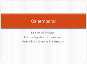 Anatomie de l'os temporal : Présentation détaillée