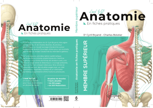 Anatomie de l'épaule : Fiches pratiques